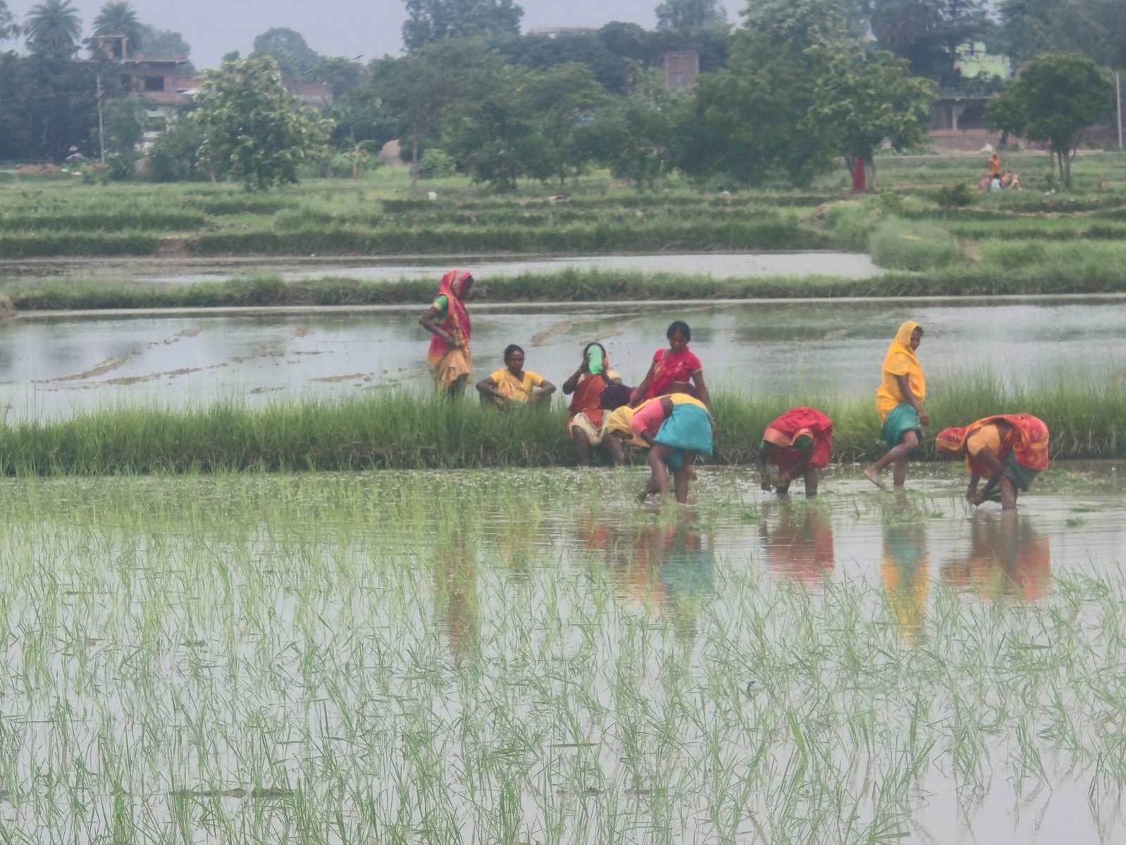 मधेस प्रदेशमा ३३ प्रतिशत धान रोपाइँ सम्पन्न